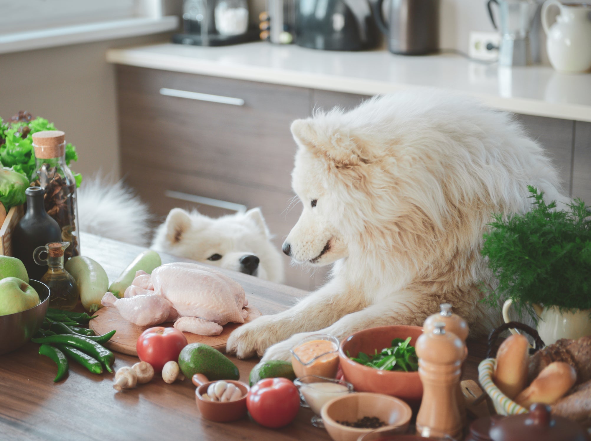 Cachorro pode comer arroz com alho? Não! O recomendado é servir o arroz sem tempero algum