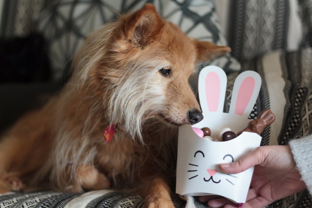 O chocolate para cachorro é tóxico