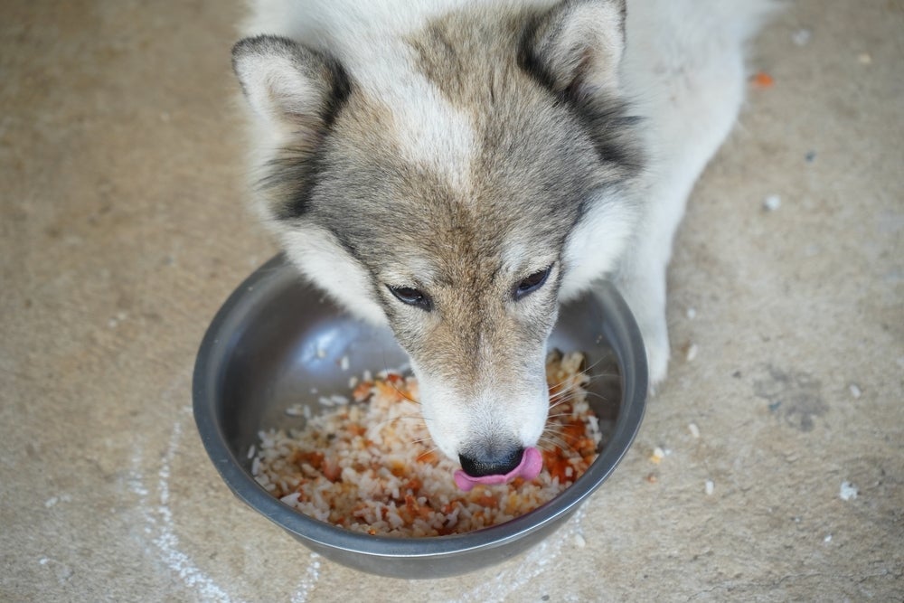 O cachorro pode comer arroz e feijão, mas com muito cuidado