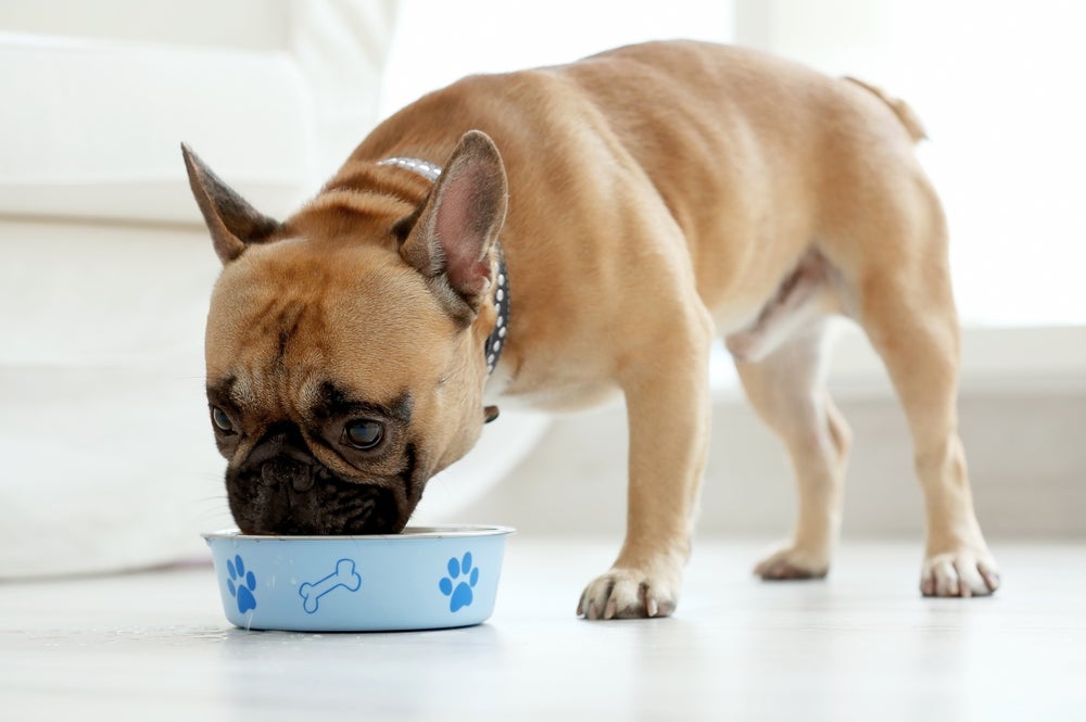 O cachorro pode comer carne de fígado para suplementar nutrientes como o ferro