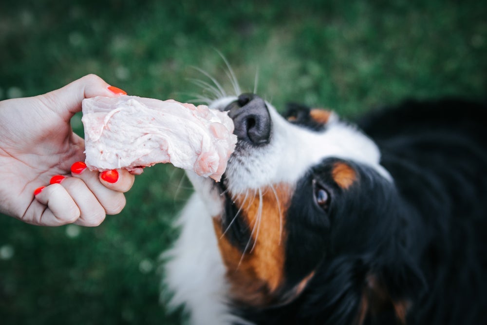 Frango cru pode conter bactérias nocivas para os cachorros, por isso, não deve entrar na dieta canina