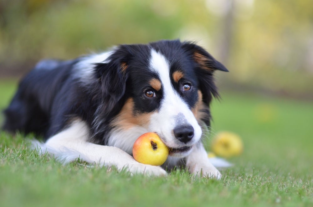 Cachorro pode comer casca de maçã, mas as sementes devem ser descartadas