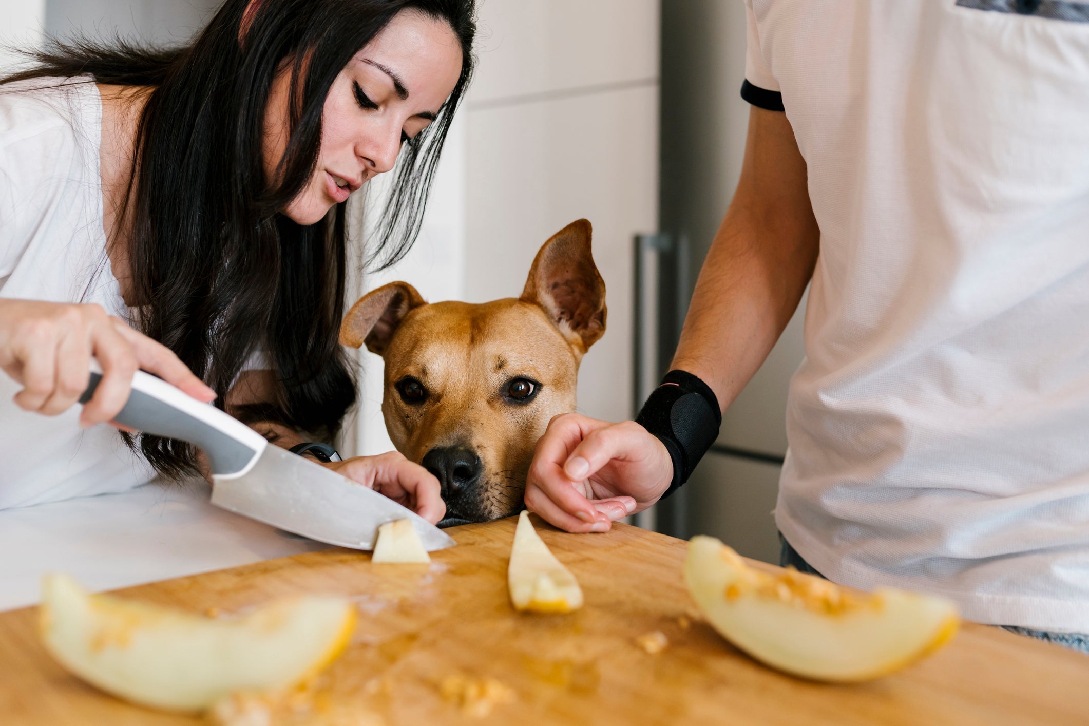 O cachorro pode comer melão, desde que ele seja oferecido como um petisco ocasional