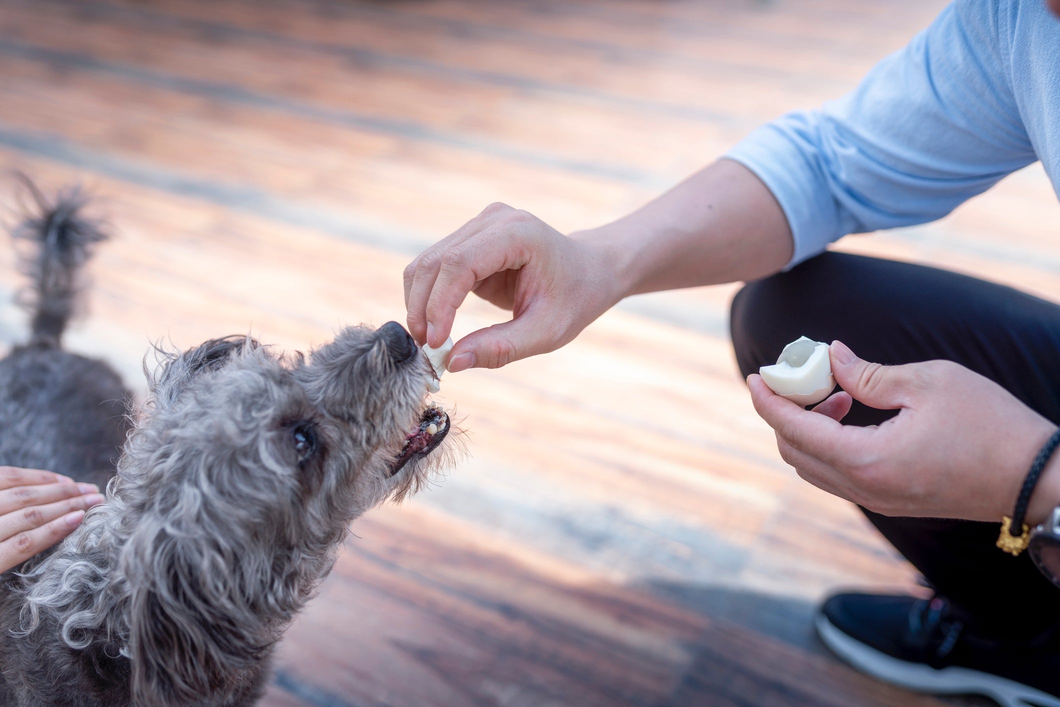 Cachorro pode comer os ovo cru, cozidos e até mexidos (desde que seja preparado sem nenhum tipo de óleo)