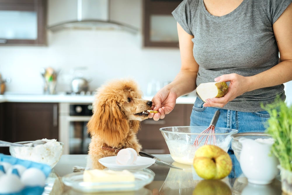 Cachorro pode comer pera com casca, mas sem nenhuma semente