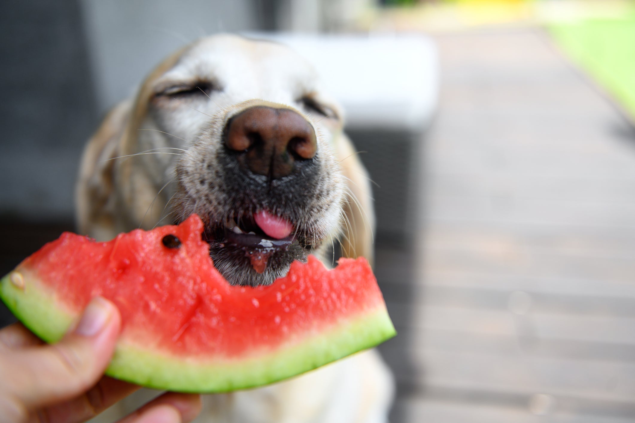 Além do pêssego, outras frutas são seguras e benéficas para os cães, como a melancia