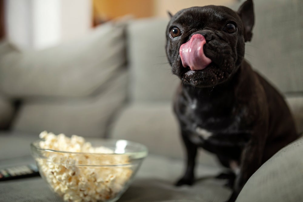 A pipoca para cachorro deve ser feita sem manteiga, óleo e sal