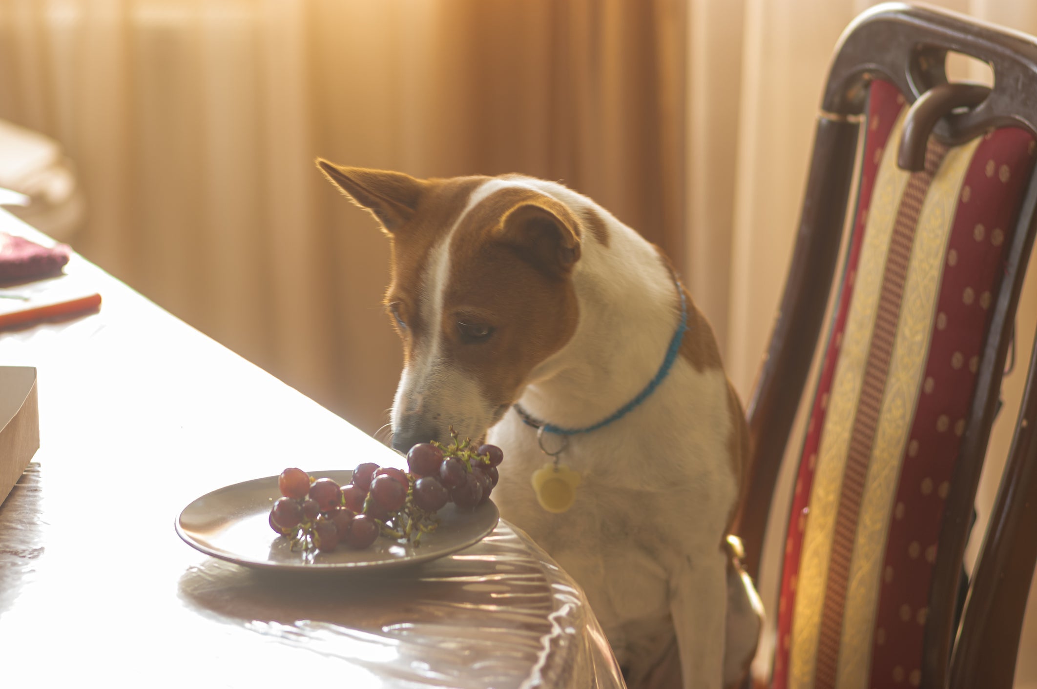 Nomes para cachorro fêmea ou macho podem ter como inspirações cor da pelagem, tamanho e até mesmo alimentos