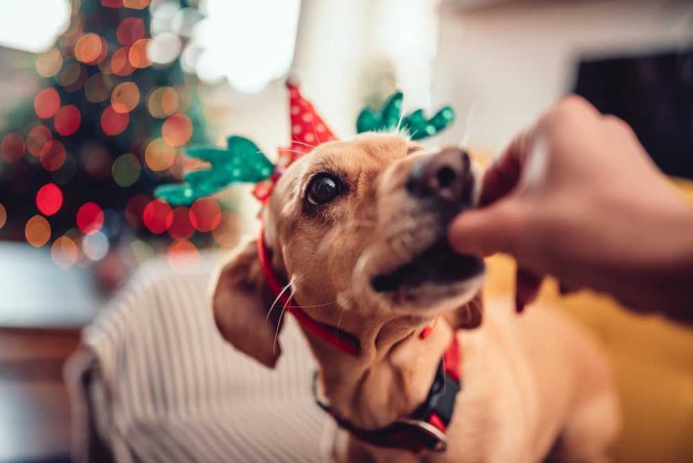 Saiba o que cachorro não pode comer na ceia de natal para não prejudicar o seu amigo!