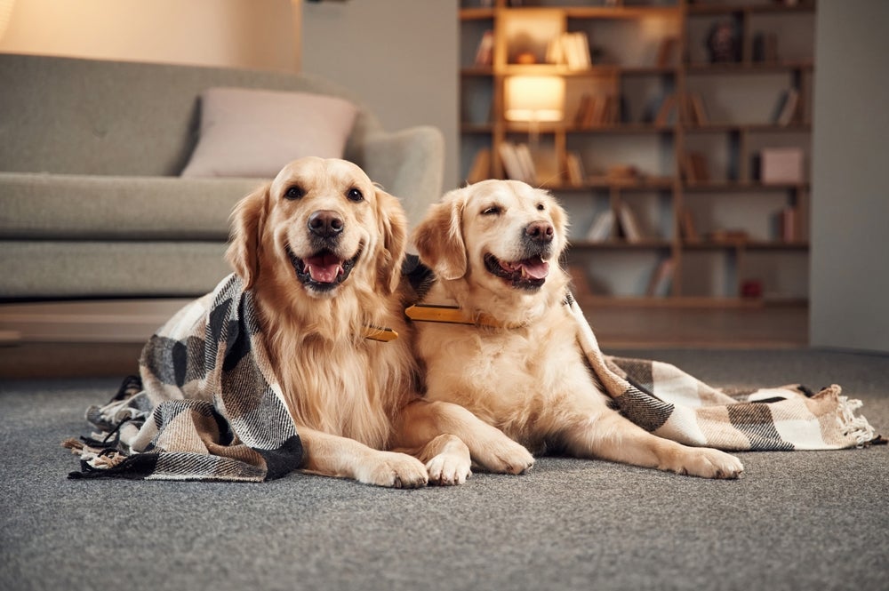 A cruza entre cachorros irmãos ou da mesma família pode resultar em deformações genéticas