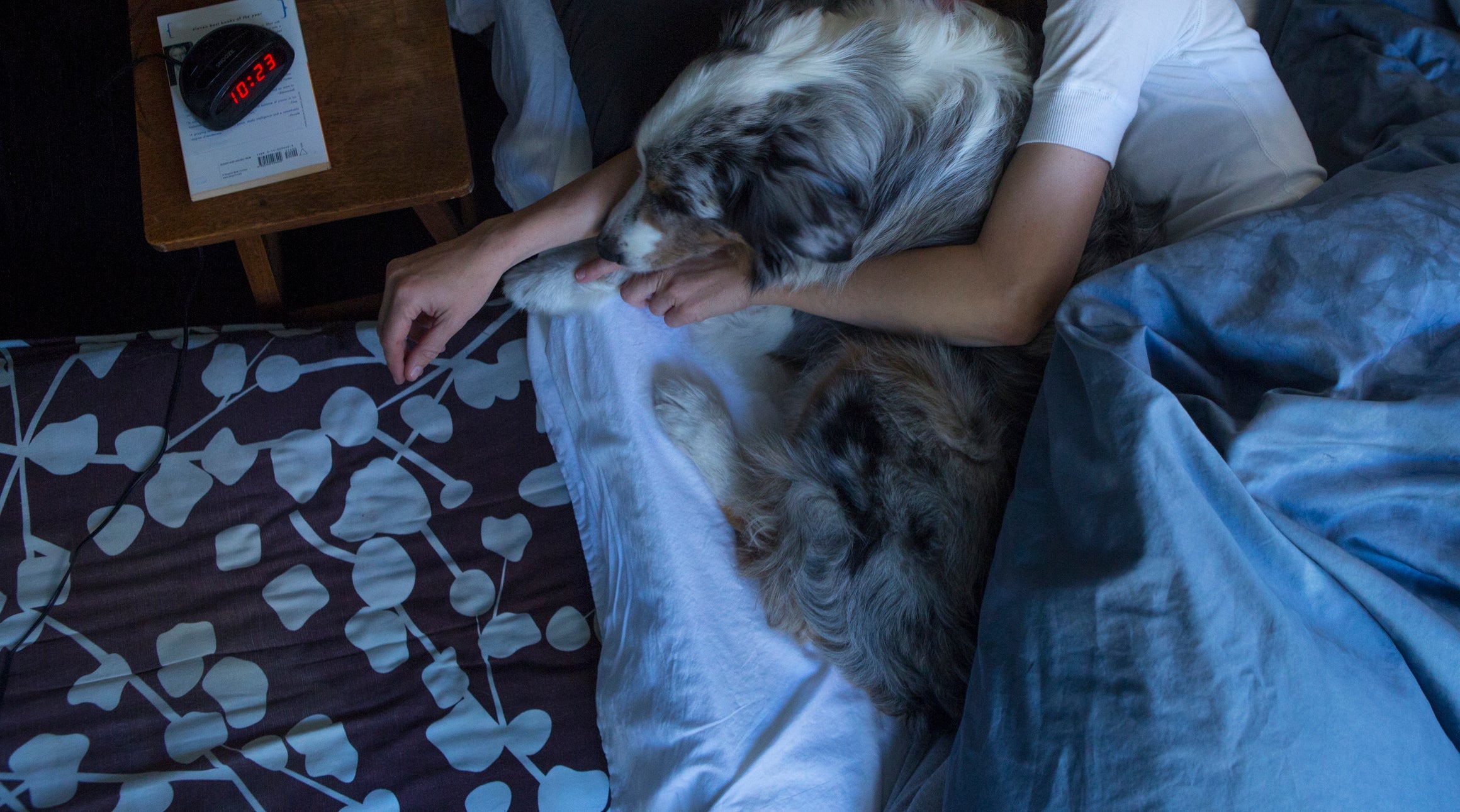 O cachorro pode dormir com o dono, mas é preciso alguns cuidados