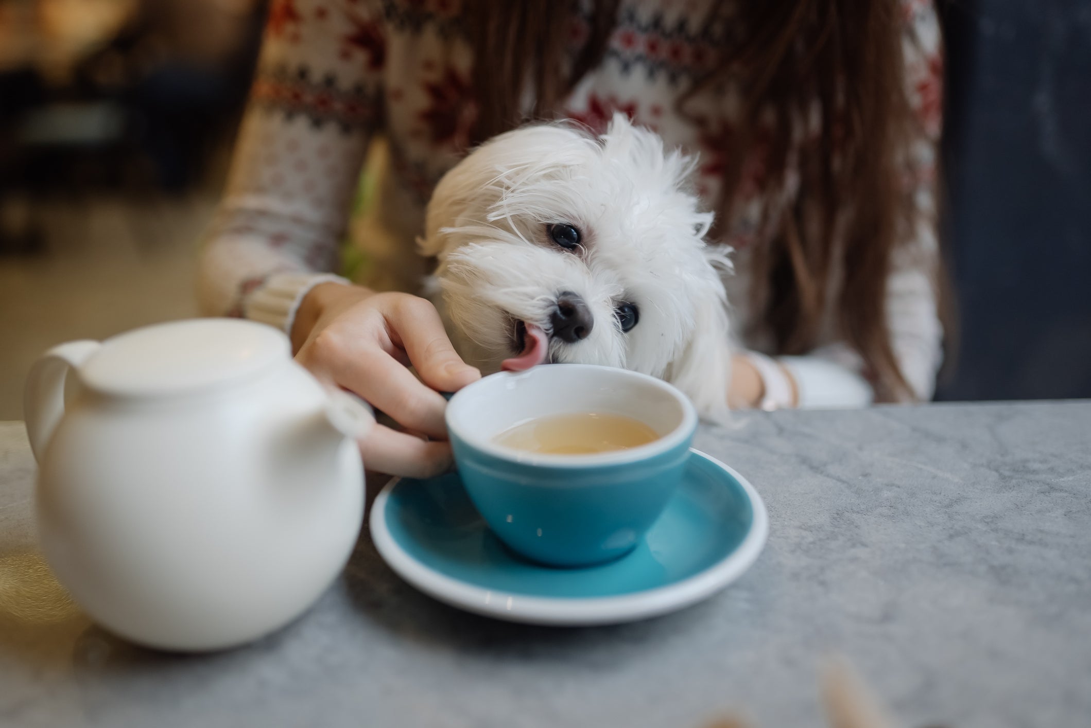 Pode dar chá para cachorro sim, mas é importante evitar as bebidas cafeinadas