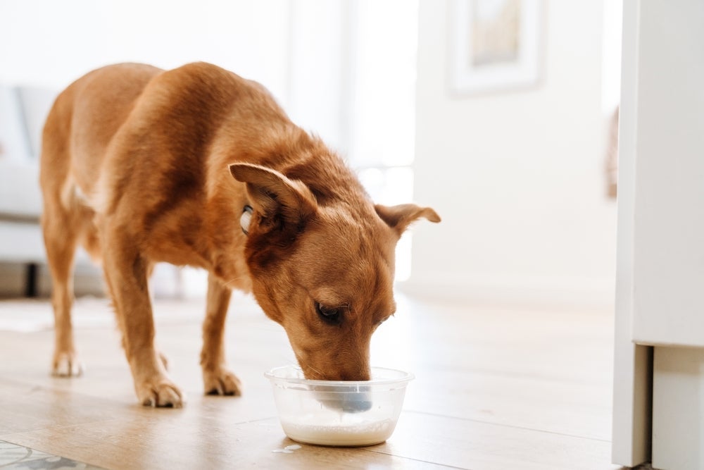 O leite de vaca para cachorro faz mal e não deve ser oferecido ao pet