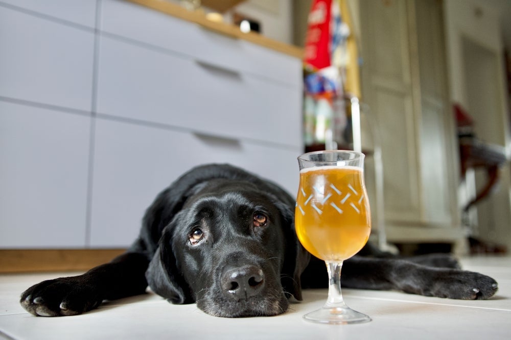 Não pode dar refrigerante para cachorro nem bebidas alcoólicas