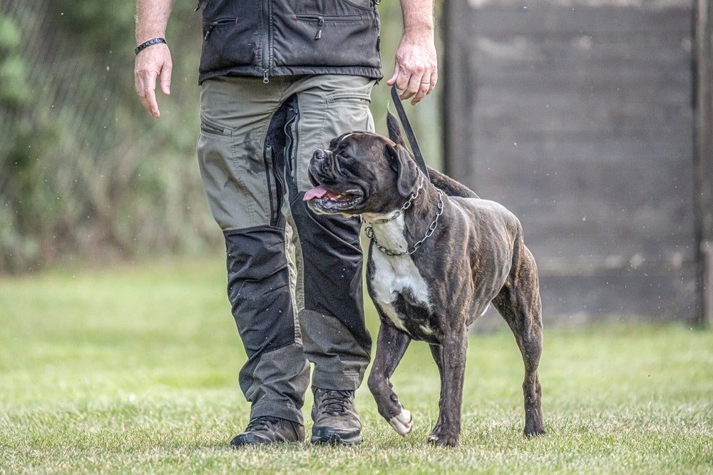 O Boxer é um cão da polícia muito ágil e eficiente