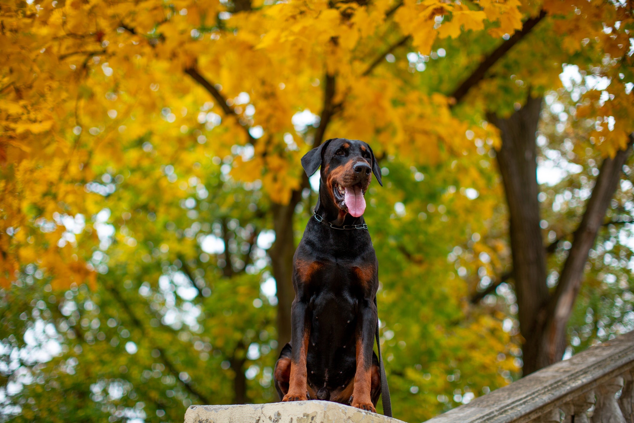 O cachorro com problema no coração da raça Doberman costuma sofrer de cardiomiopatia