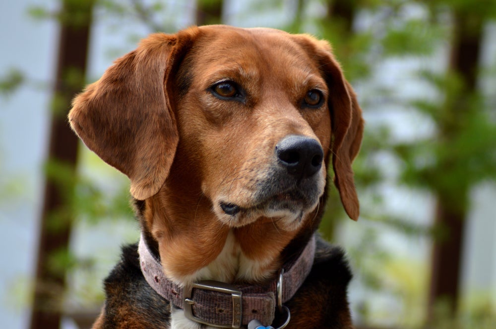 Um policial "cão" que tem um faro bem apurado é o Foxhound
