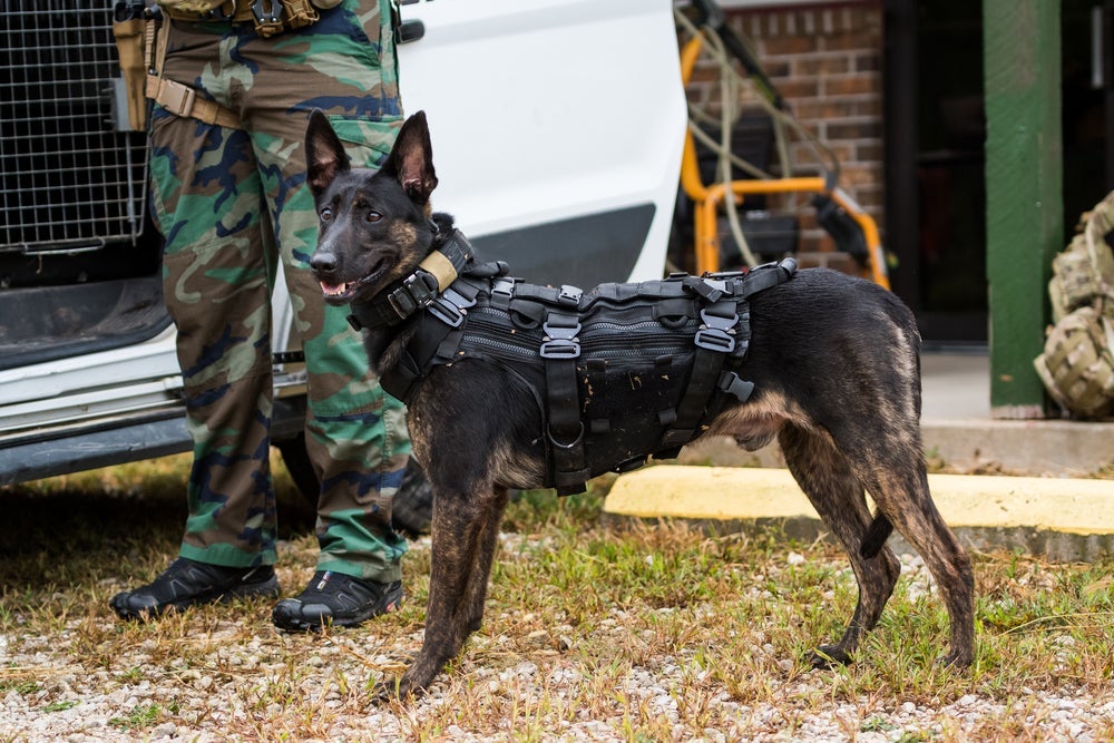 Cachorros policiais: raça Pastor Holandês é comum no exterior