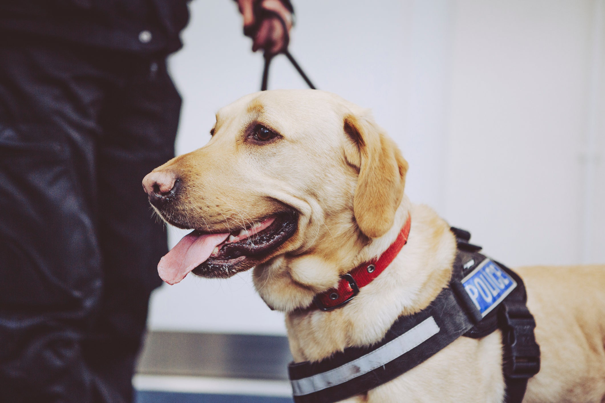 O Labrador é um ótimo cachorro de policial, apesar de seu jeitinho dócil e divertido