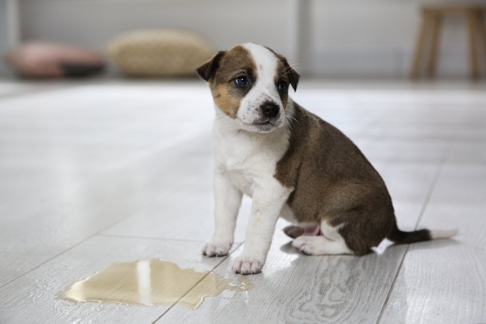 Cachorro prendendo urina: como os filhotes não têm uma bexiga grande, não conseguem prender o xixi