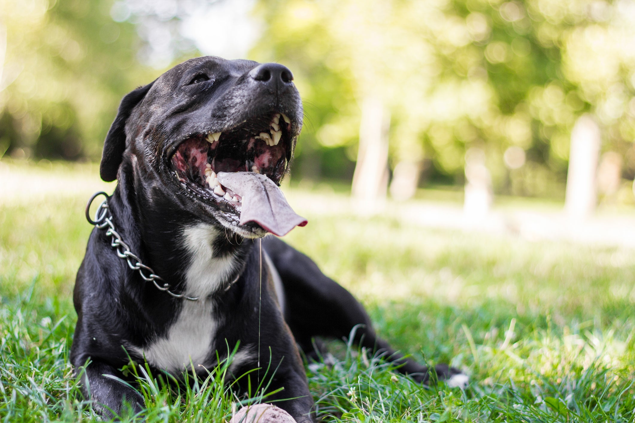 Raças de cachorro preto geralmente são leais e protetoras 
