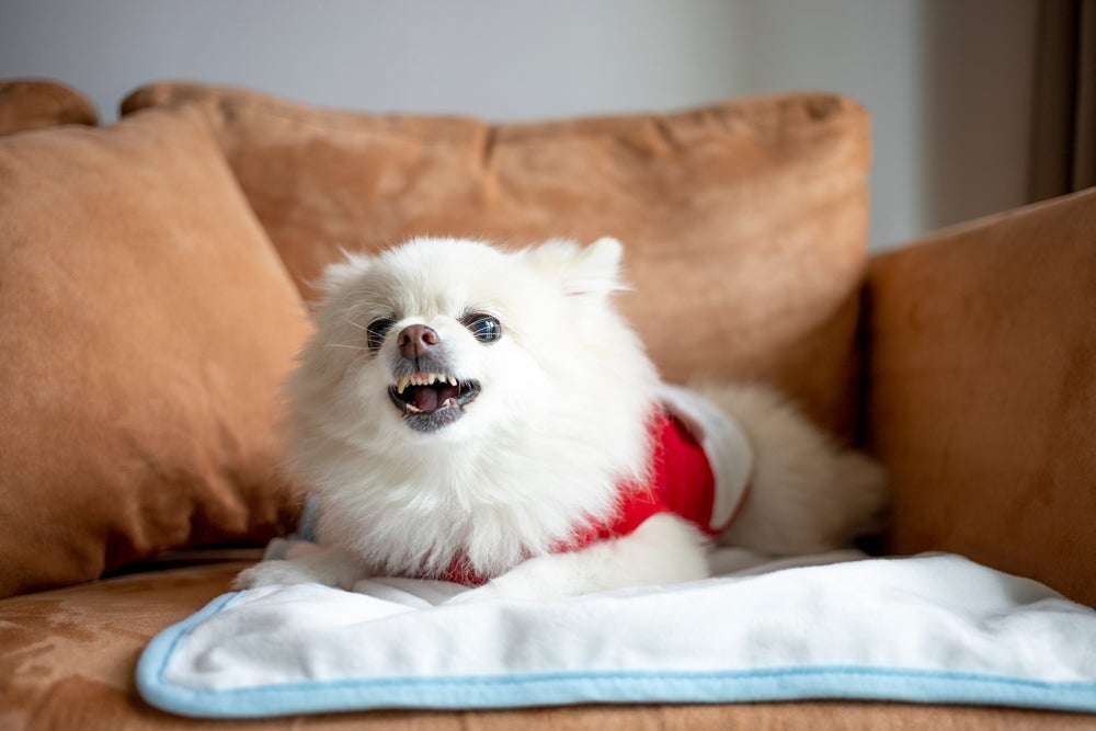 Comportamento do cachorro pode ser prejudicial se ele não deixa ninguém se aproximar de você