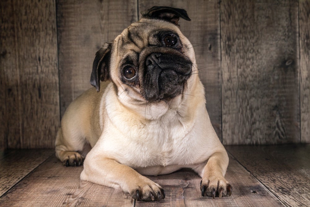 Nas características, Pug tem focinho achatado e olhos esbugalhados
