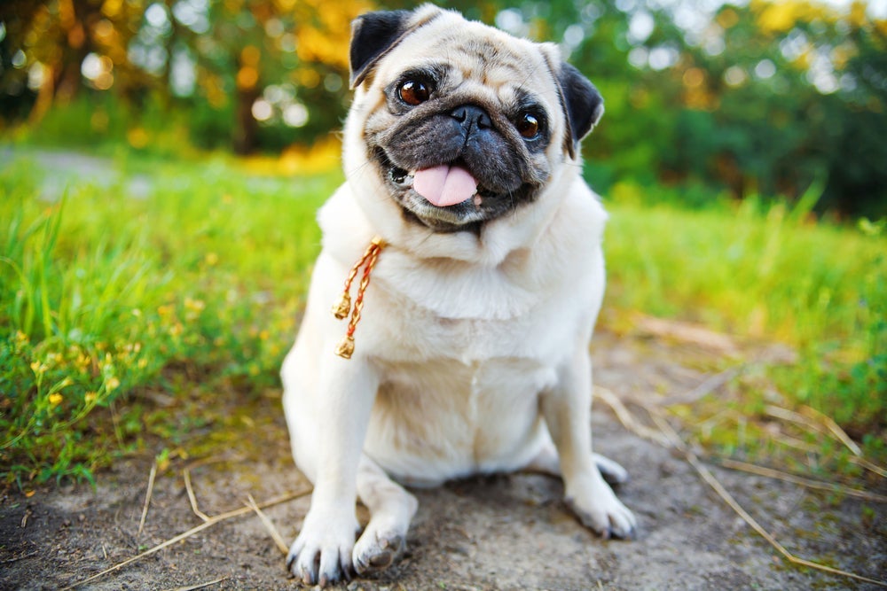 A personalidade do Pug consiste em muita ternura e sociabilidade
