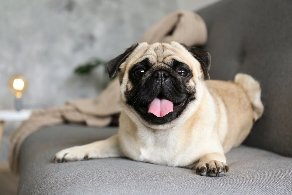 O Pug precisa de cuidados que ajudem a evitar dermatites e excesso de peso