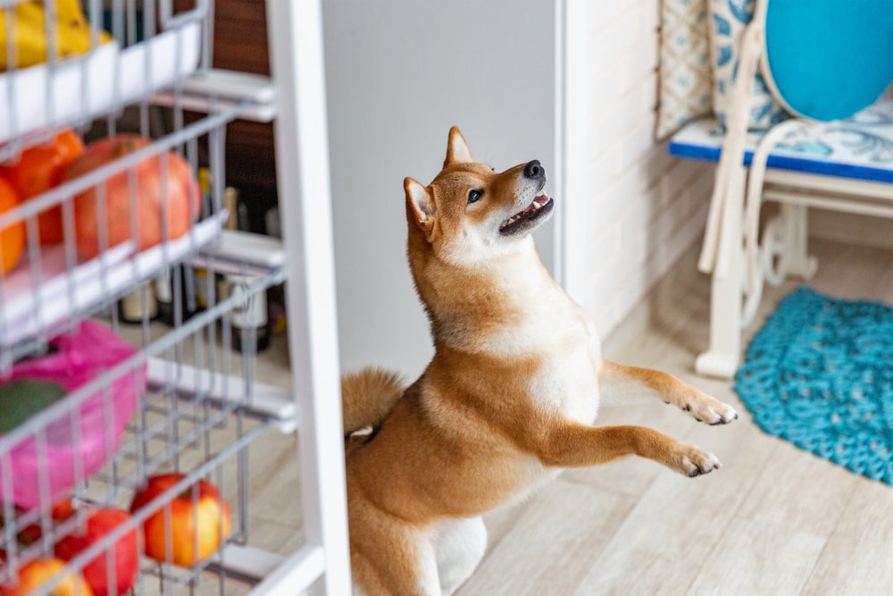 Para acabar com o cachorro pulando nas visitas, primeiro é preciso fazer ele parar de pular em você.