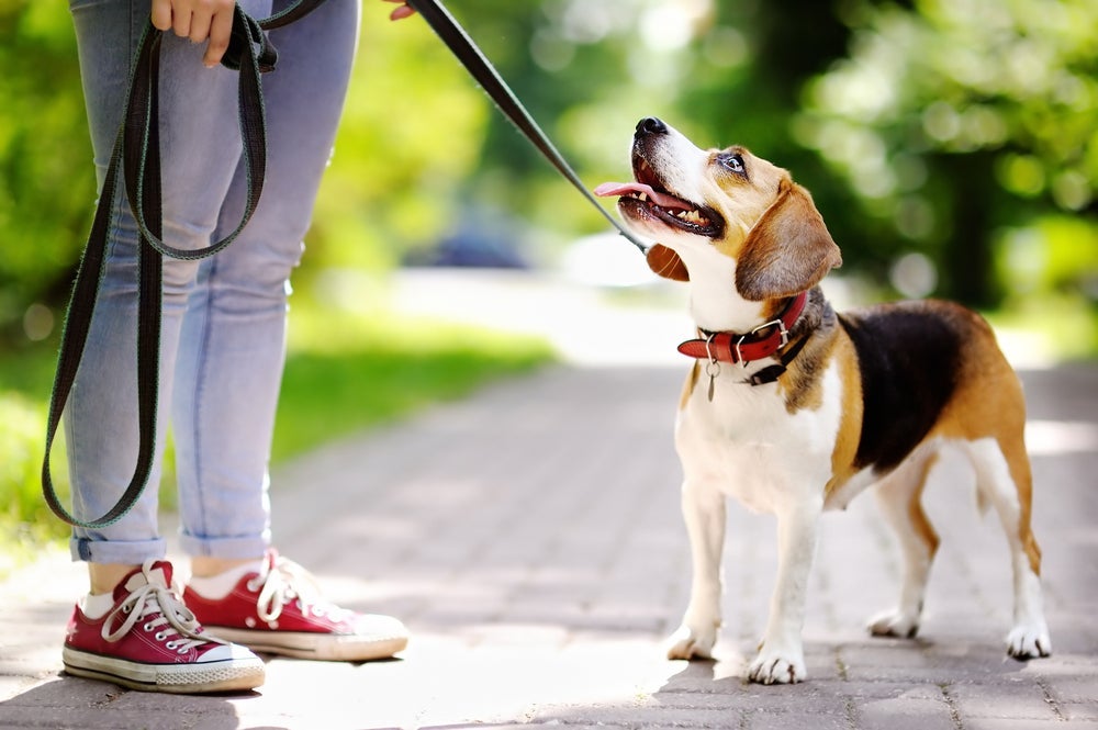 No caso de um cachorro puxando a guia na rua, interrompa o passeio imediatamente