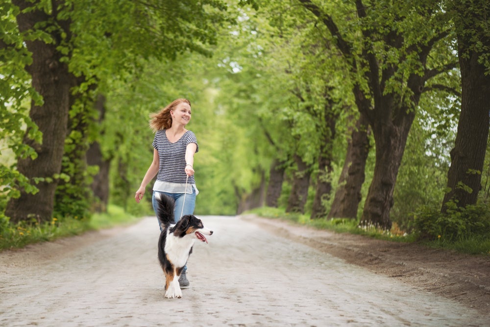 Ao passear com cachorro, use acessórios como coleira peitoral para evitar que os cães maiores e mais pesados puxem muito. 
