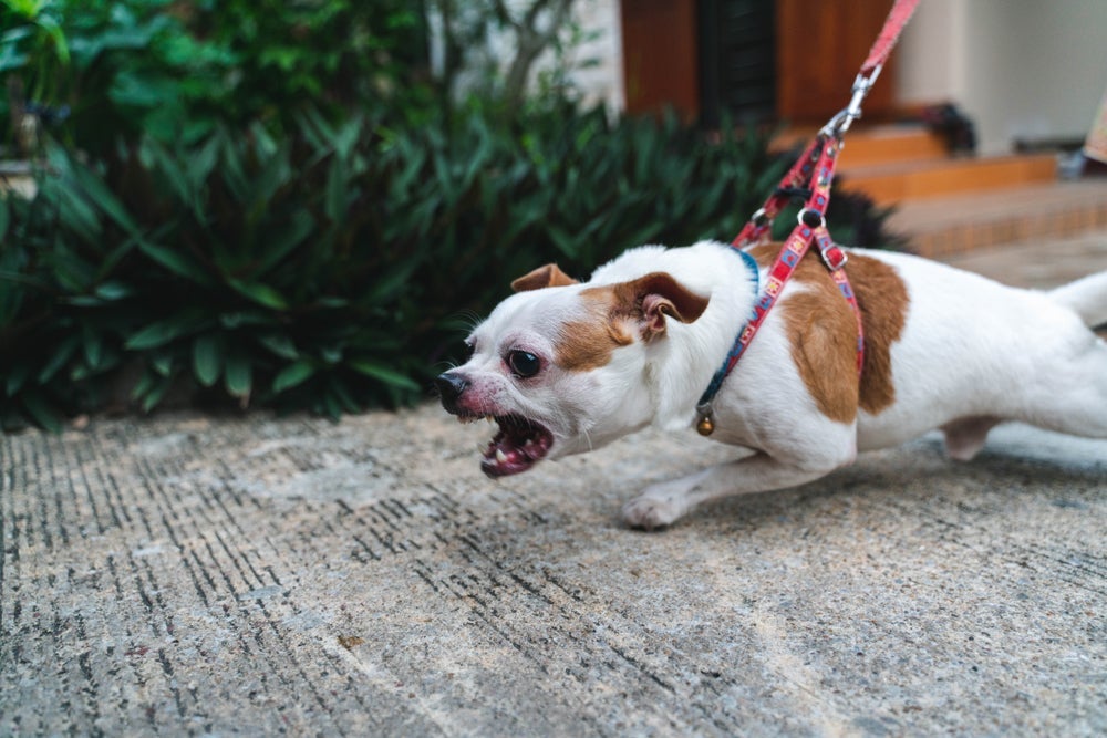 O cachorro latindo às vezes pode anteceder um ataque