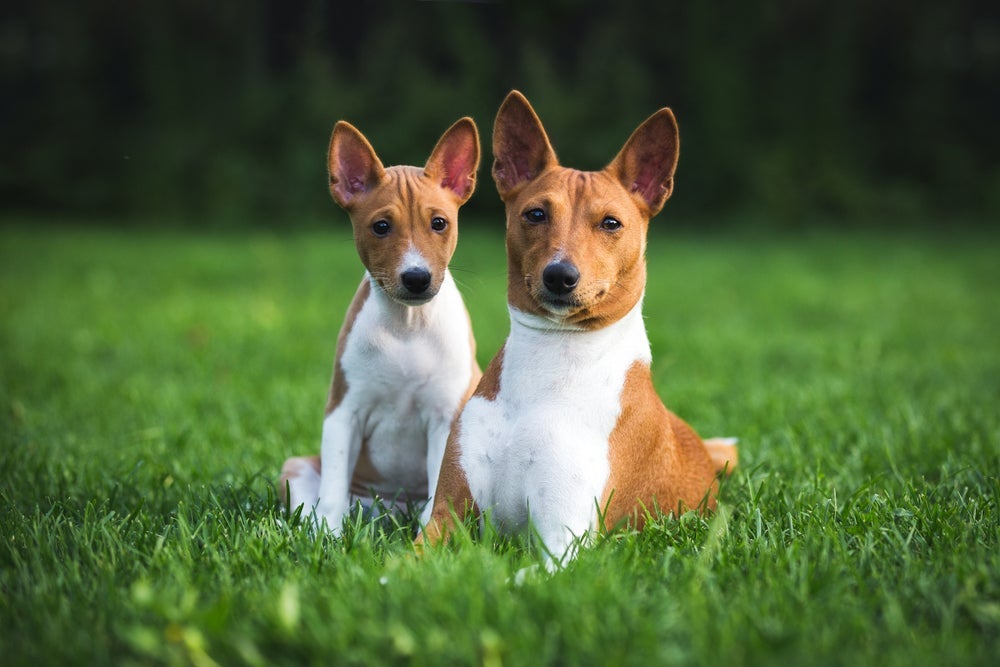 O cachorro que não late é o Basenji, uma raça originária do Congo