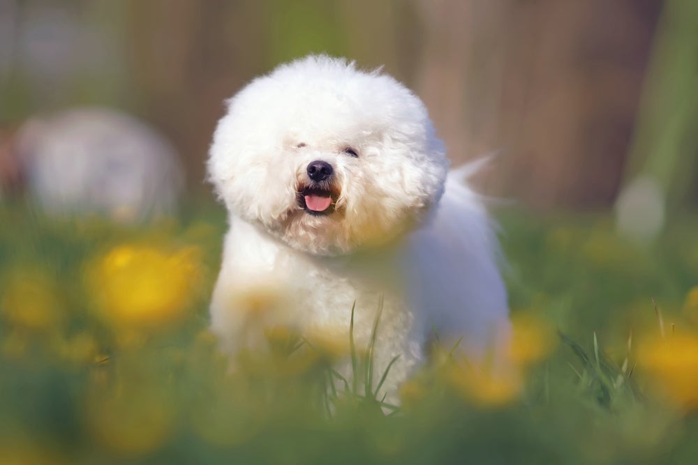 Cachorros que não soltam pelo: o Bichon Frisé é um deles