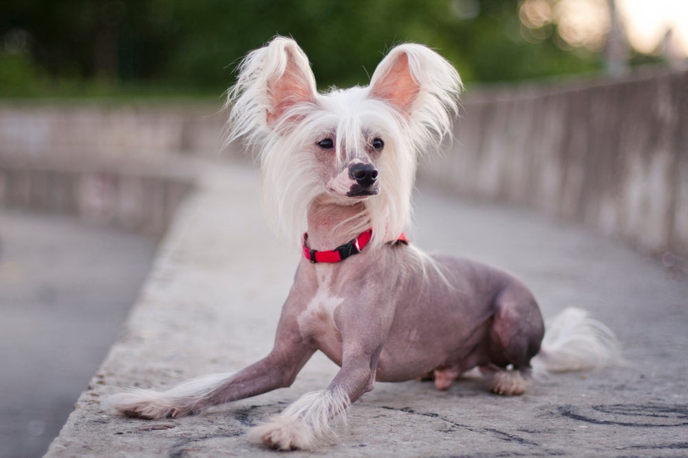 Cachorros que não soltam pelo: Cão de Crista Chinês está na lista