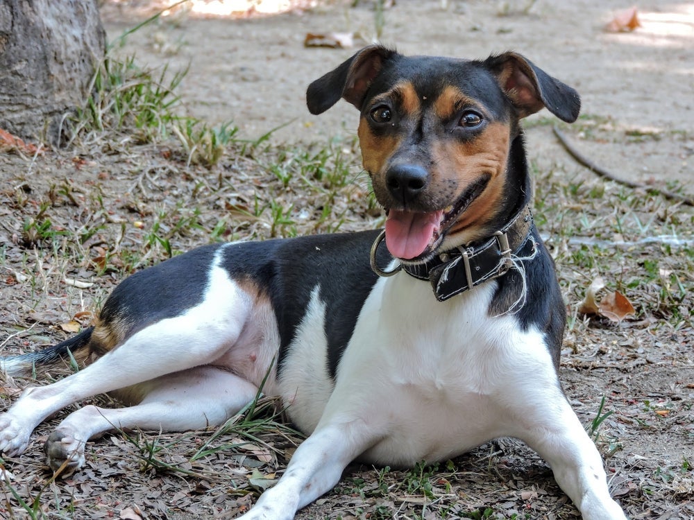 O Fox Paulistinha é um cachorro de pelo curto que não solta tanto pelo