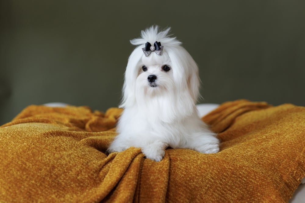O Maltês é outro cachorro que não solta pelo e é bem fofinho