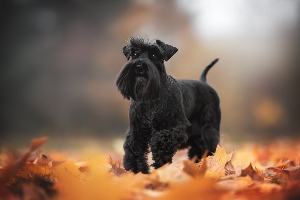 O cachorro Schnauzer tem pelagem dura e que não cai tanto