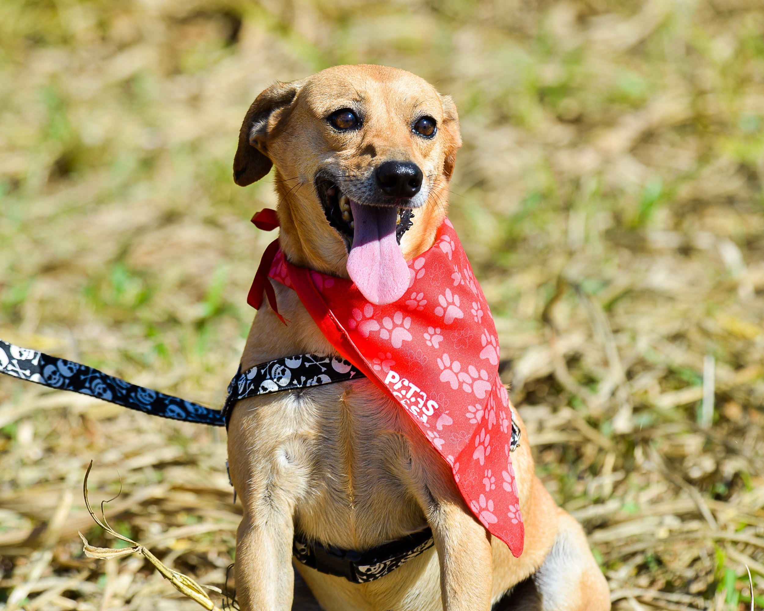 Existem cachorros que não soltam pelo e são vira-latas (Créditos: AAANO)