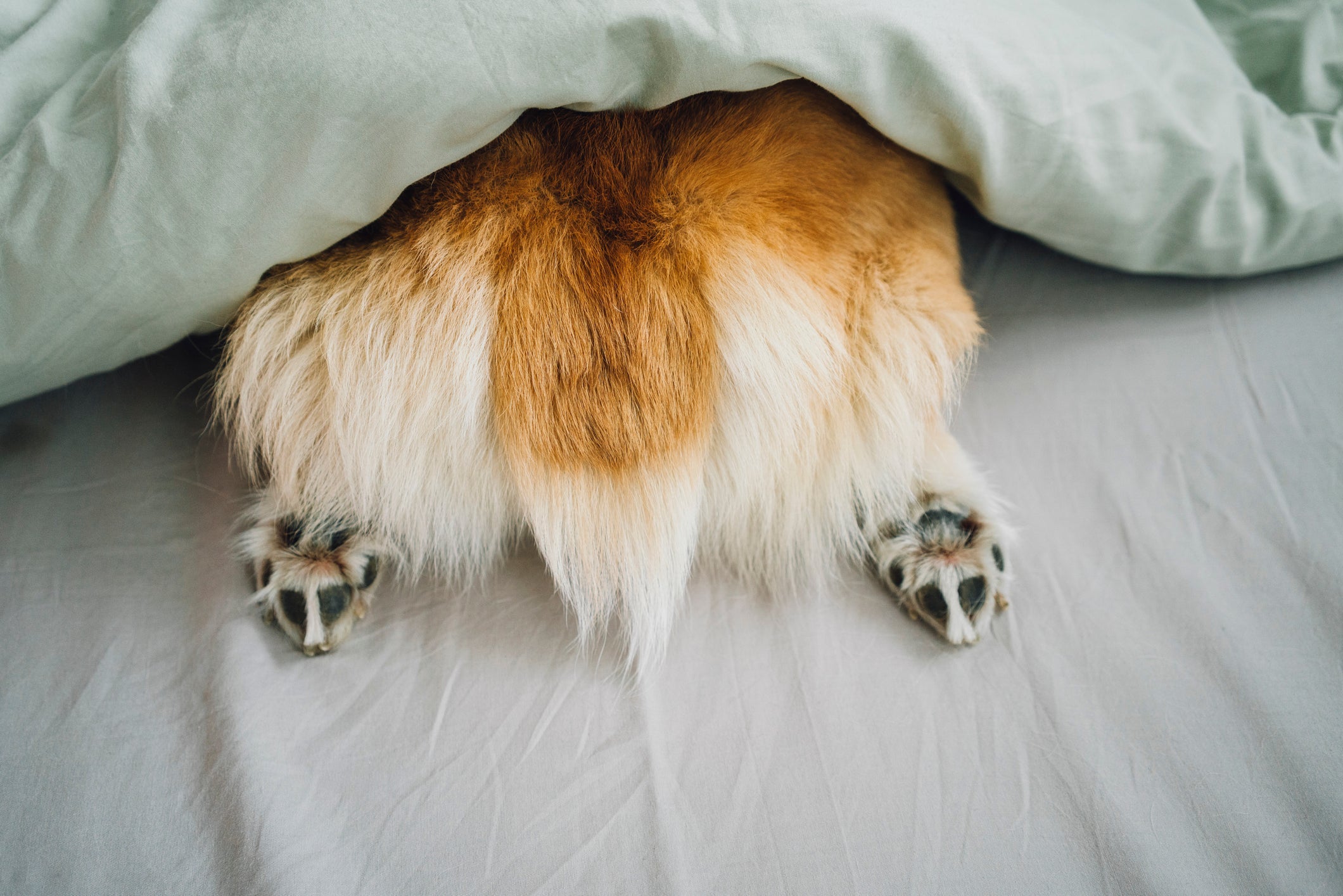 Rabo de cachorro para baixo às vezes pode ser uma lesão que precisa de atenção
