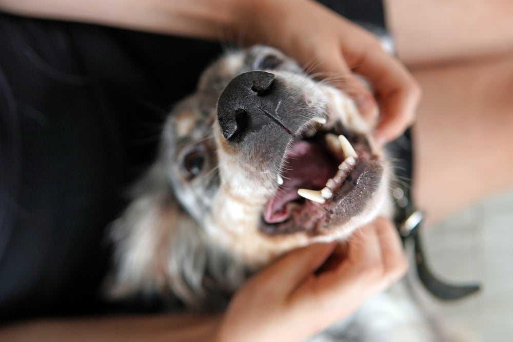 O carinho no pescoço do cachorro deixa qualquer pet super feliz!