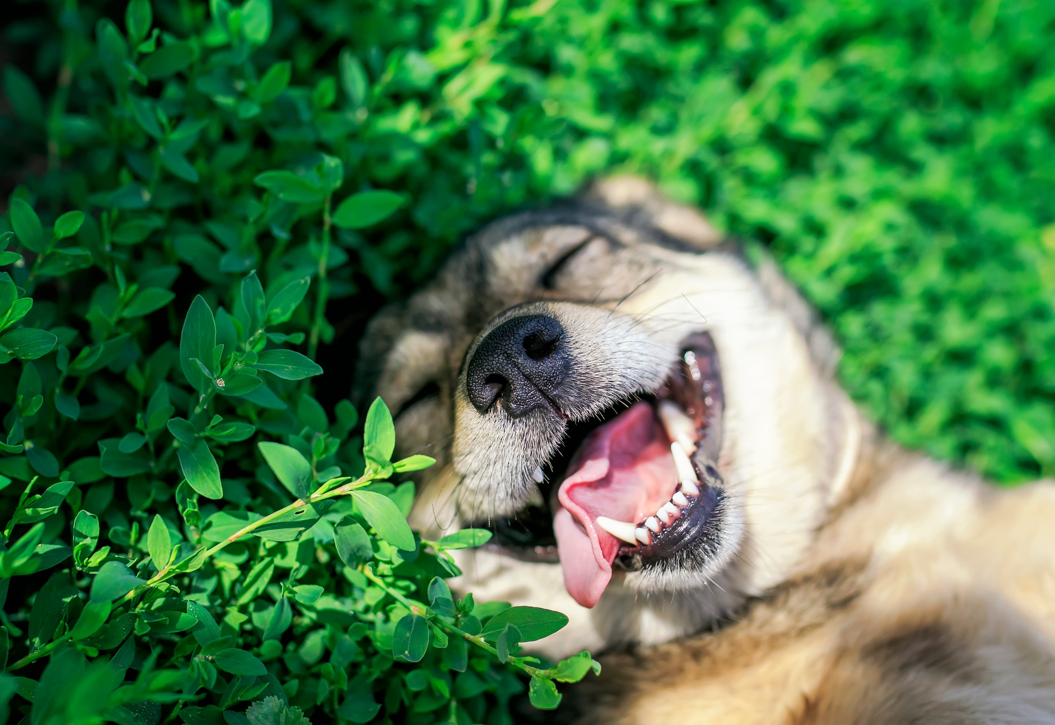 Cachorro feliz costuma ficar com a postura relaxada