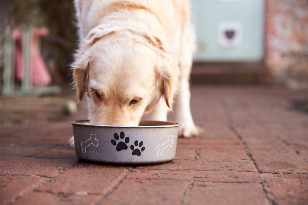 Cachorro resgatado precisa de um espaço adequado para dormir, comer e brincar