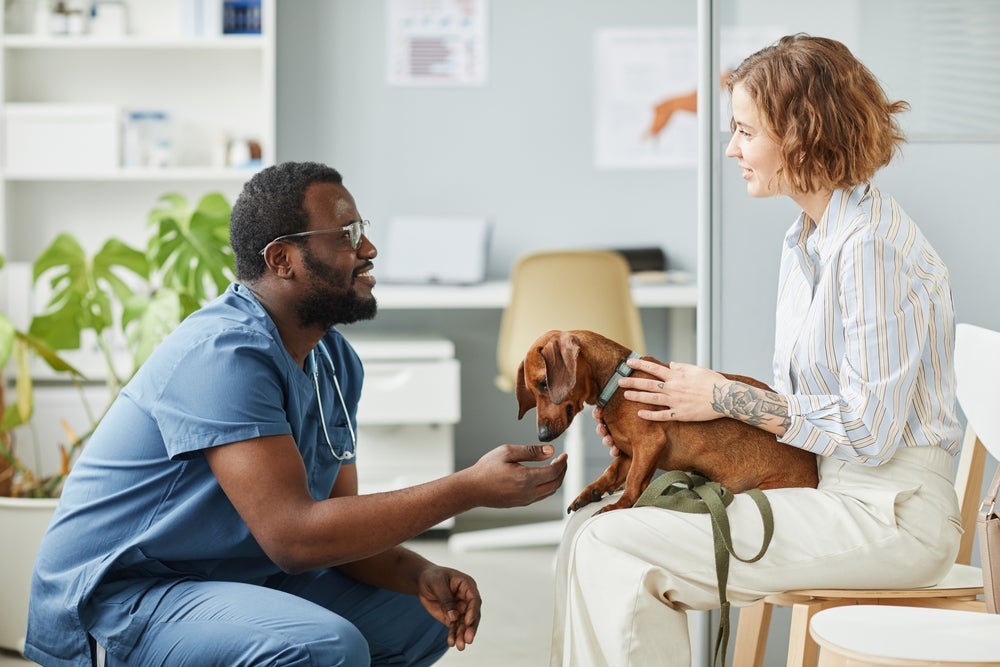 O cachorro resgatado precisa de um check-up veterinário o quanto antes