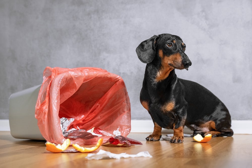 Como fazer meu cachorro parar de mexer no lixo é uma dúvida comum e esse comportamento tem solução!