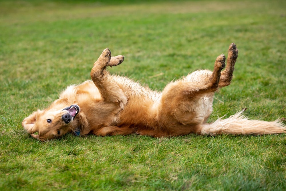 Depois de adestrar cachorro a rolar, o pet vai sair girando por aí sempre que ouvir seu comando