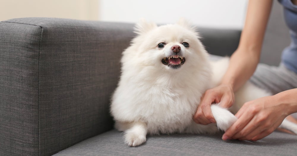 Cachorro rosnando: a falta de liderança do tutor pode resultar no comportamento
