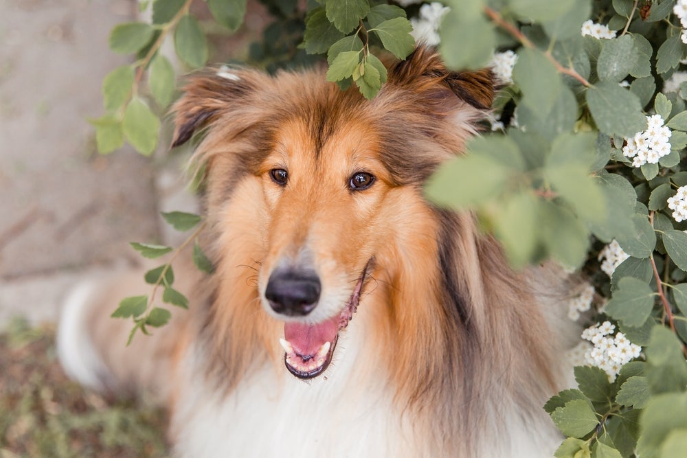Para ter um Rough Collie, preço do filhote pode variar conforme as características do pet