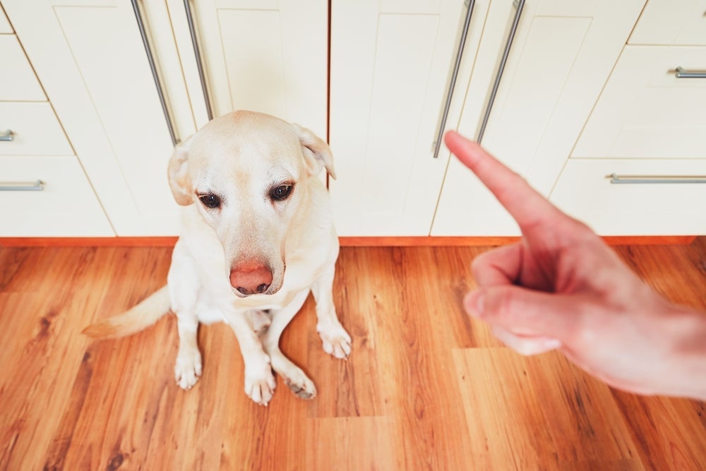 Cachorro entende o que a gente fala a partir de gestos, expressões e tom de voz